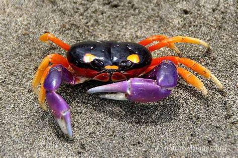 Rainbow Crab - Cardisoma. . Vampire crab for sale